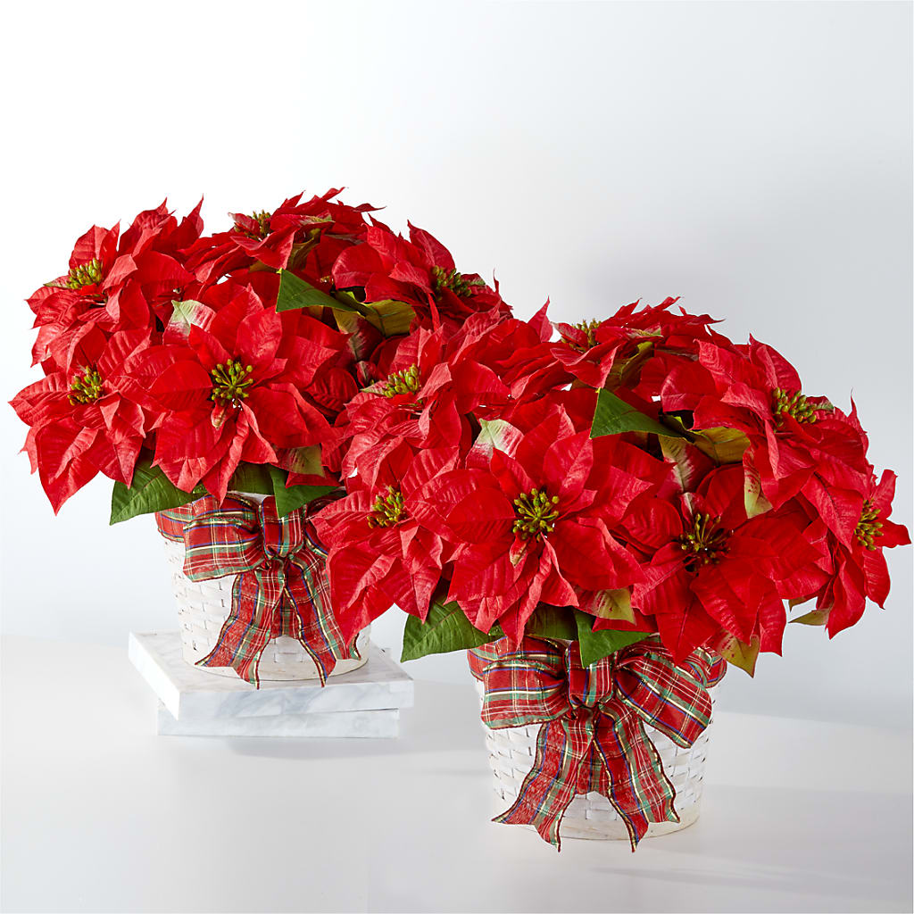 Happiest Holidays Poinsettia Bundle – Floral Boutique, Lynnfield MA