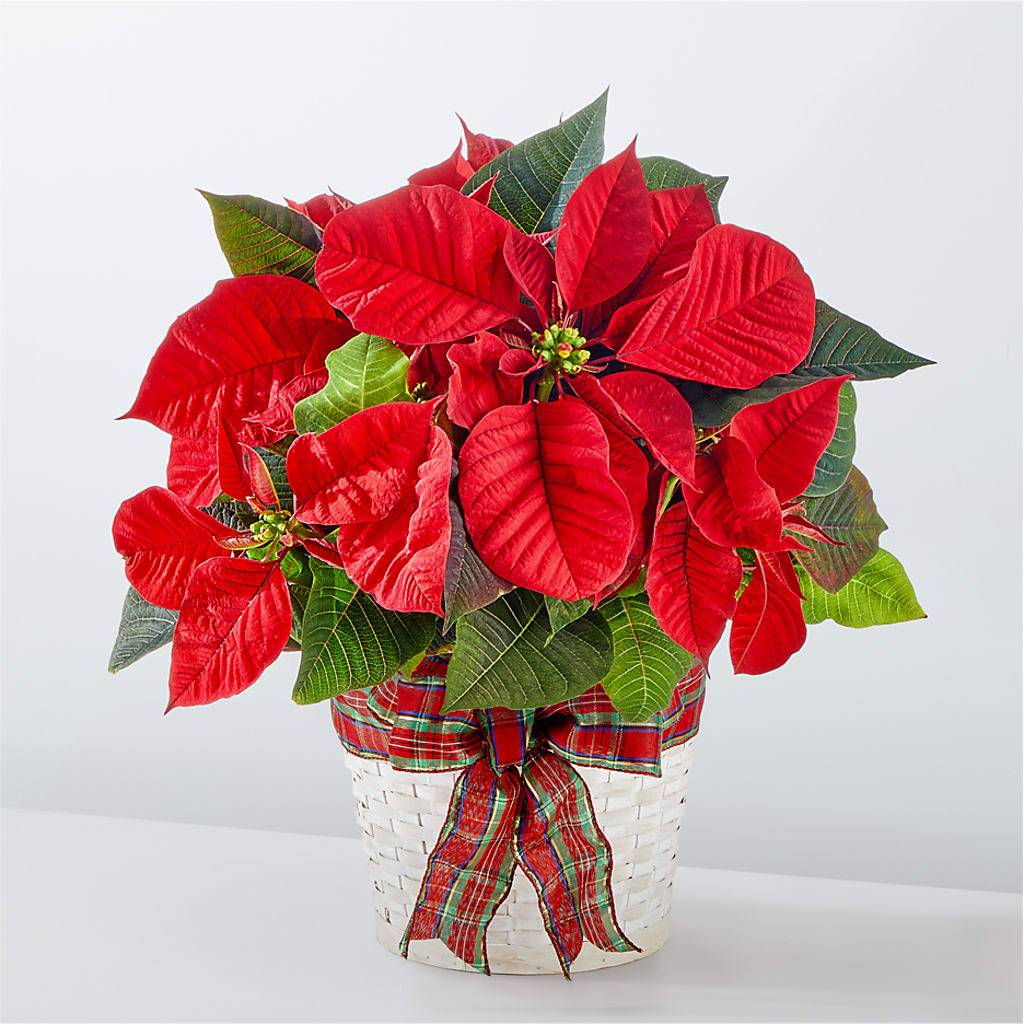 Happiest Holidays Poinsettia – Floral Boutique, Lynnfield MA