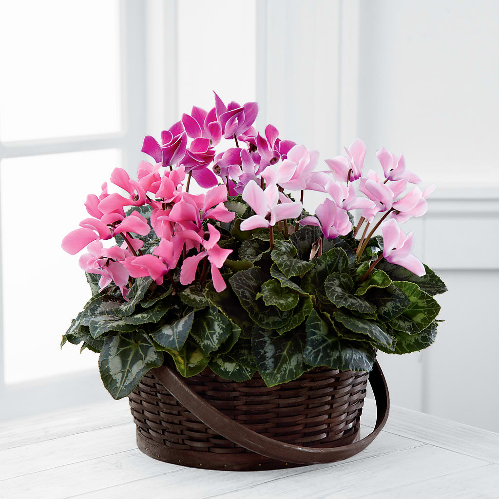 Mixed Cyclamen Planter – Floral Boutique, Lynnfield MA