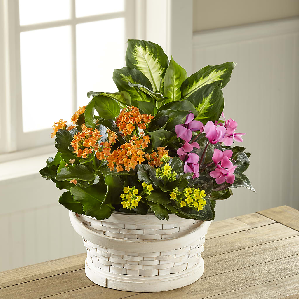 Color Crush Dishgarden – Floral Boutique, Lynnfield MA