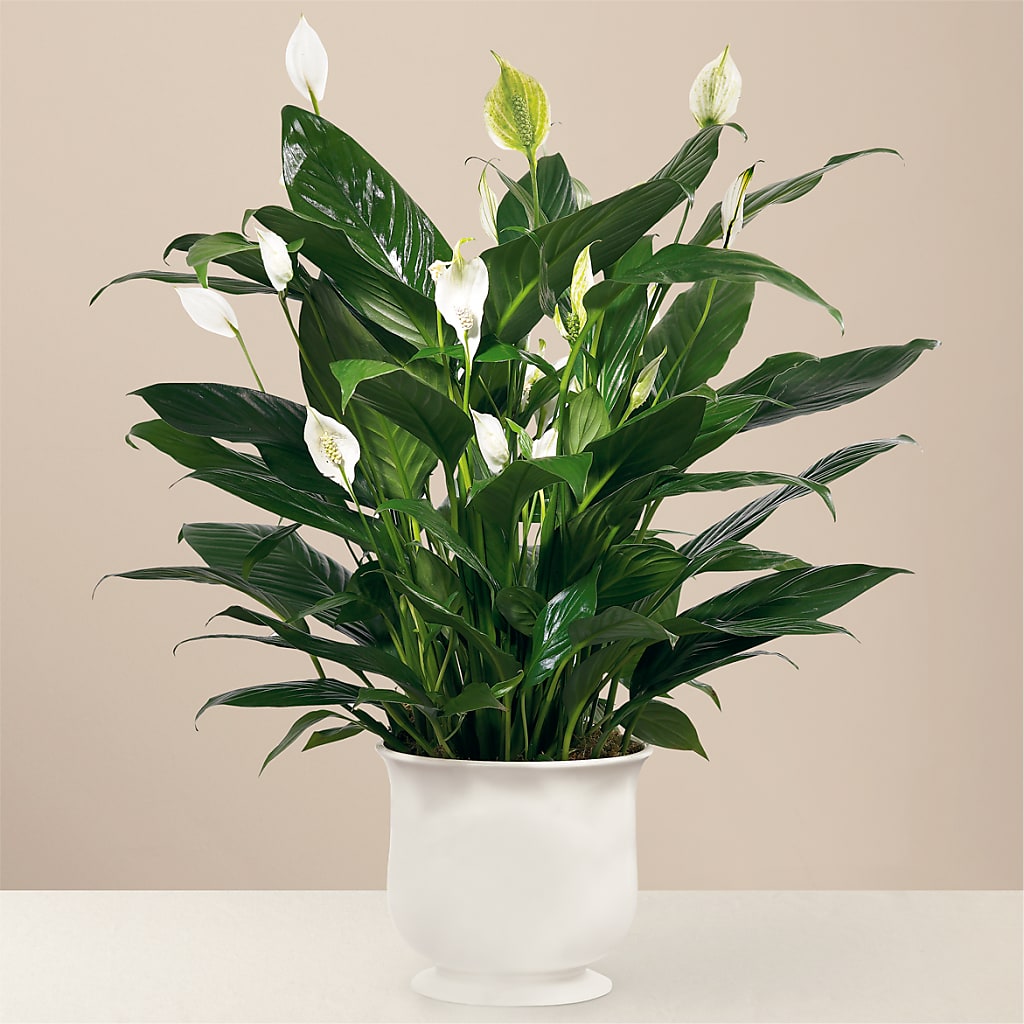 Comfort Planter – Floral Boutique, Lynnfield MA