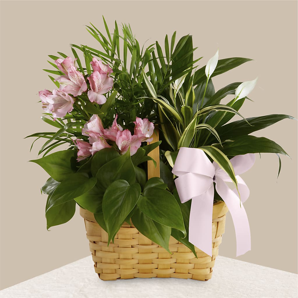 Living Spirit Dishgarden – Floral Boutique, Lynnfield MA