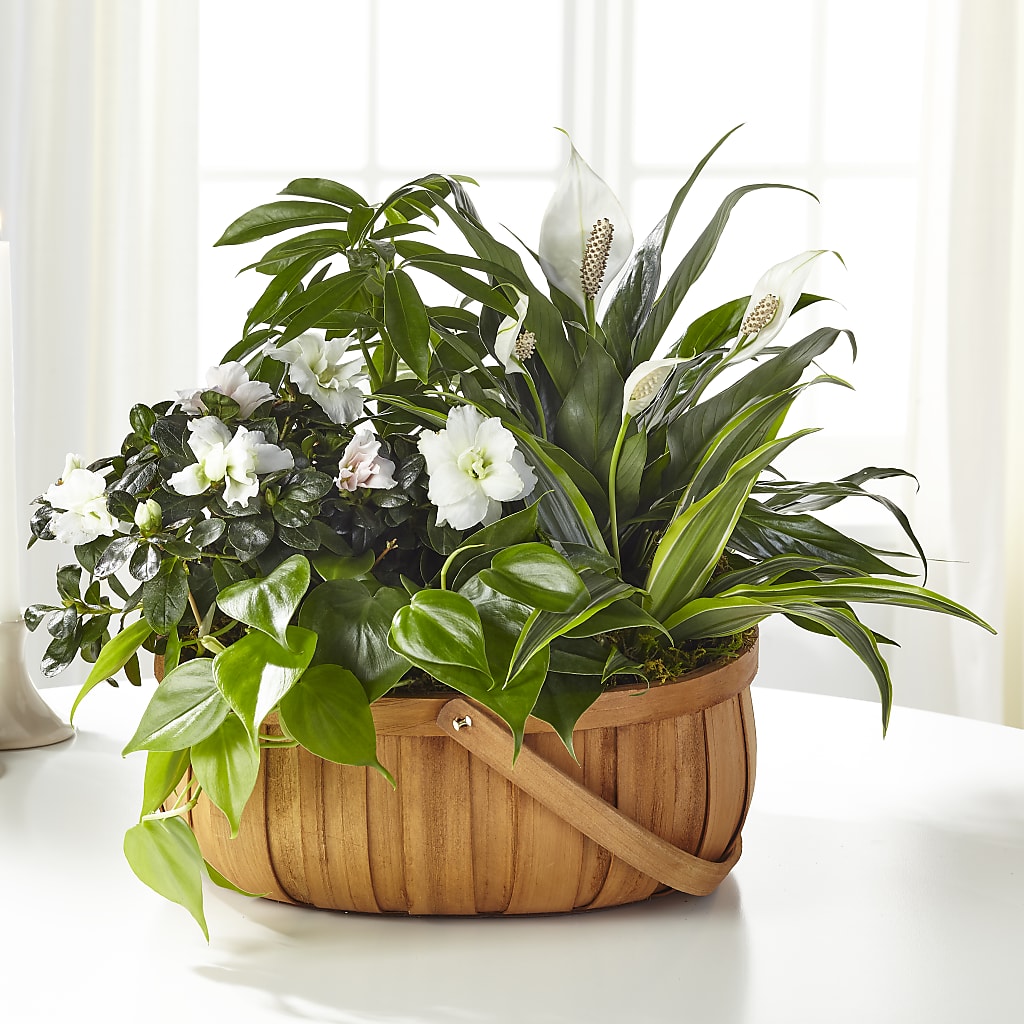 Serene Dishgarden – Floral Boutique, Lynnfield MA