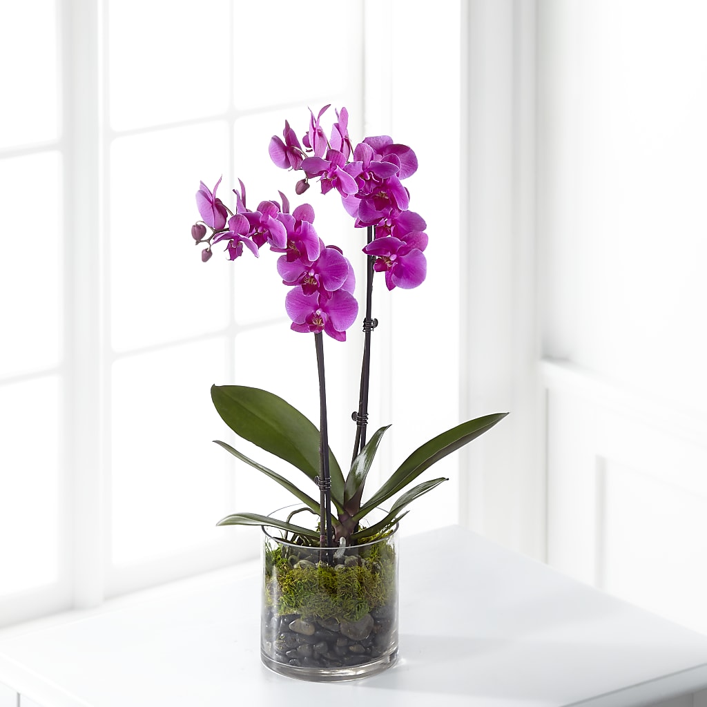 Pink Orchid Plant – Floral Boutique, Lynnfield MA