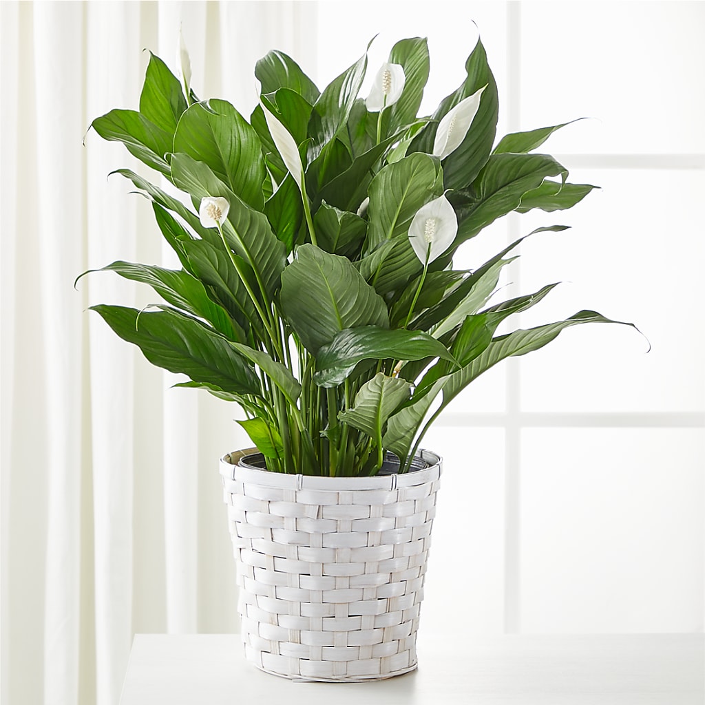 A New Leaf Peace Lily – Floral Boutique, Lynnfield MA