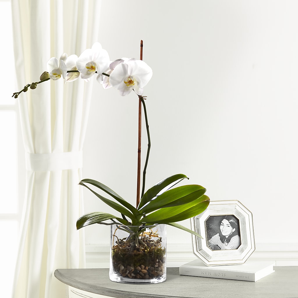 White Orchid Planter – Floral Boutique, Lynnfield MA