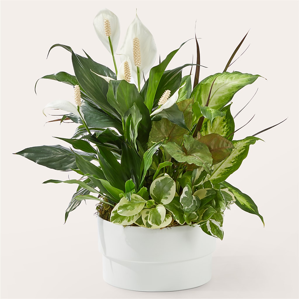 Radiating Positivity Dishgarden – Floral Boutique, Lynnfield MA