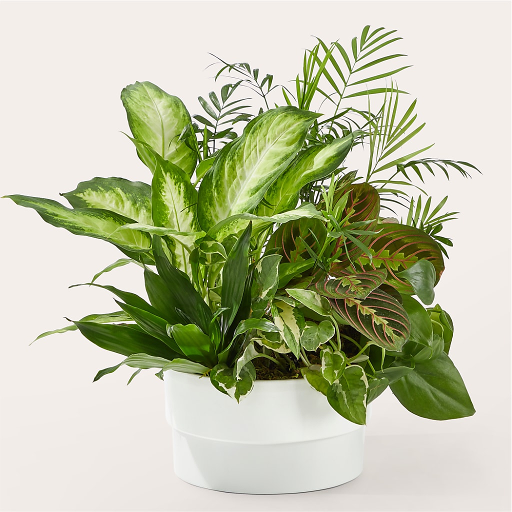 Radiating Positivity Dishgarden – Floral Boutique, Lynnfield MA