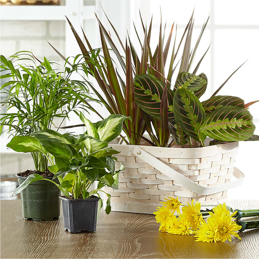 Florist Designed Blooming and Green Plants in a Basket –  Floral Boutique, Lynnfield MA