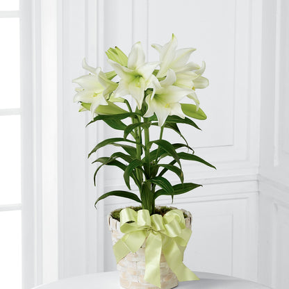Easter Lily Plant –  Floral Boutique, Lynnfield MA