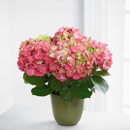 Pink Hydrangea Planter –  Floral Boutique, Lynnfield MA