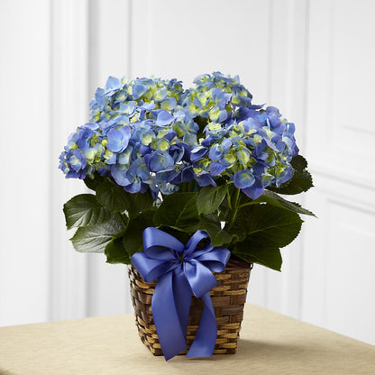 Blue Hydrangea Planter –  Floral Boutique, Lynnfield MA