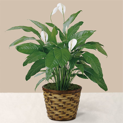 Tranquil Moments Peace Lily Plant –  Floral Boutique, Lynnfield MA