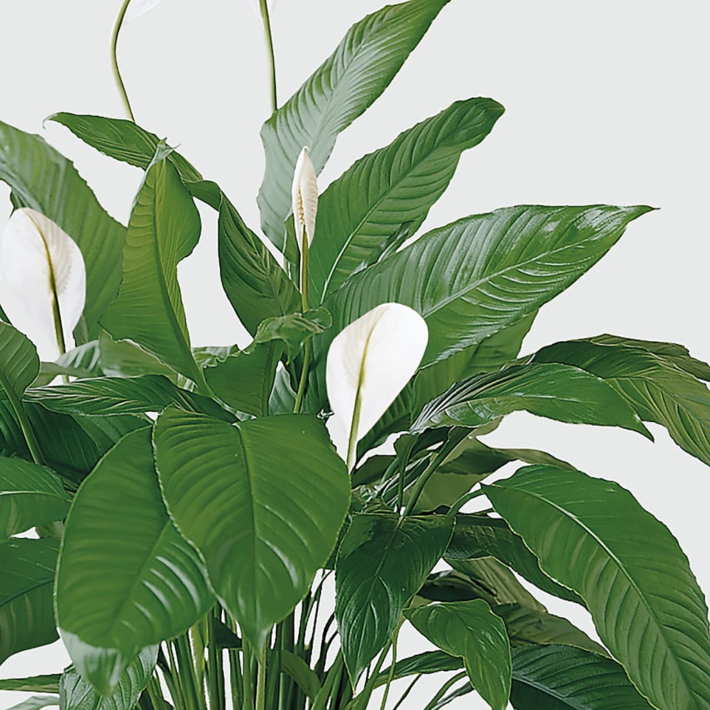 Tranquil Moments Peace Lily Plant –  Floral Boutique, Lynnfield MA