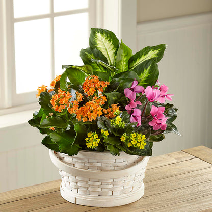 Color Crush Dishgarden –  Floral Boutique, Lynnfield MA