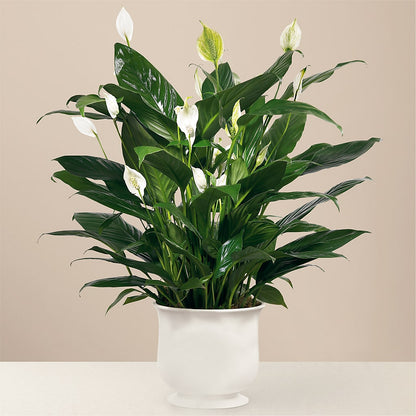 Comfort Planter –  Floral Boutique, Lynnfield MA