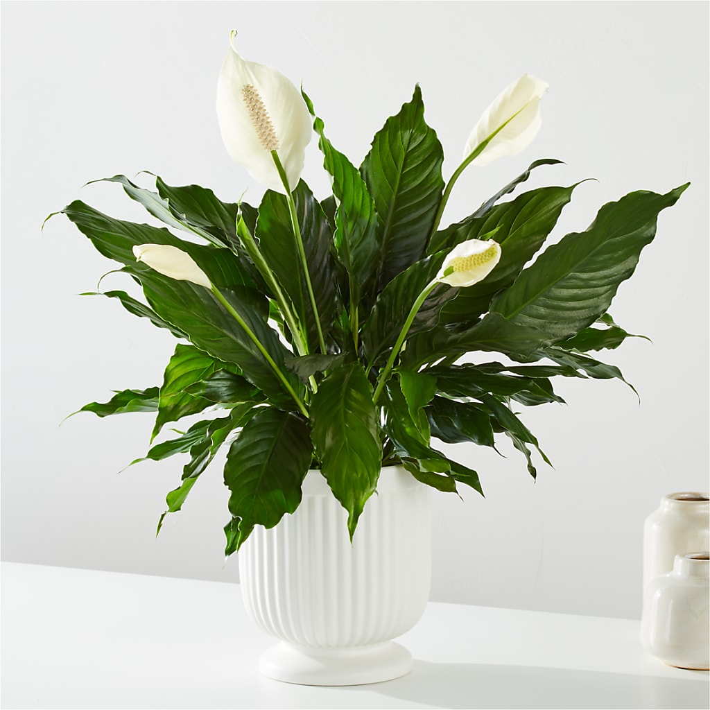 Comfort Planter –  Floral Boutique, Lynnfield MA