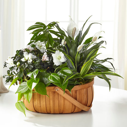 Serene Dishgarden –  Floral Boutique, Lynnfield MA