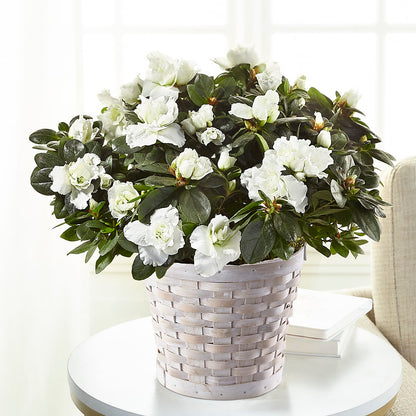 White Azalea Plant –  Floral Boutique, Lynnfield MA