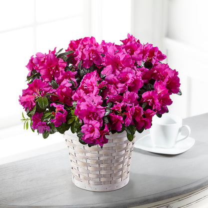 Hope & Serenity Azalea Plant –  Floral Boutique, Lynnfield MA