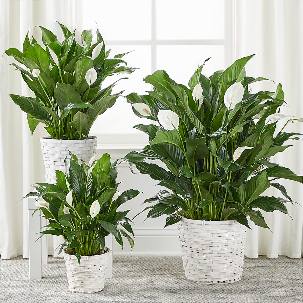 A New Leaf Peace Lily –  Floral Boutique, Lynnfield MA