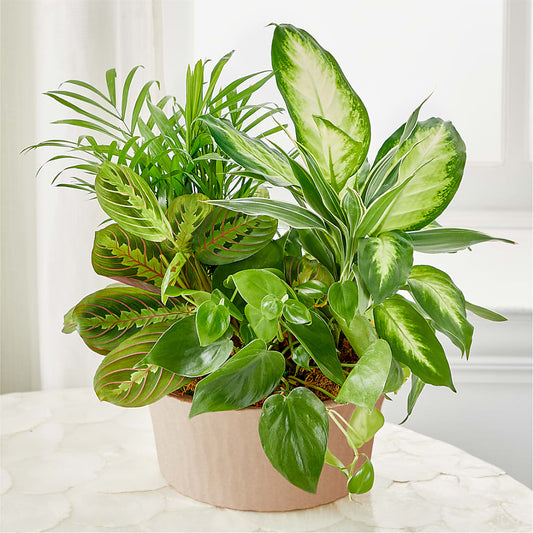 Balance & Harmony Dishgarden –  Floral Boutique, Lynnfield MA