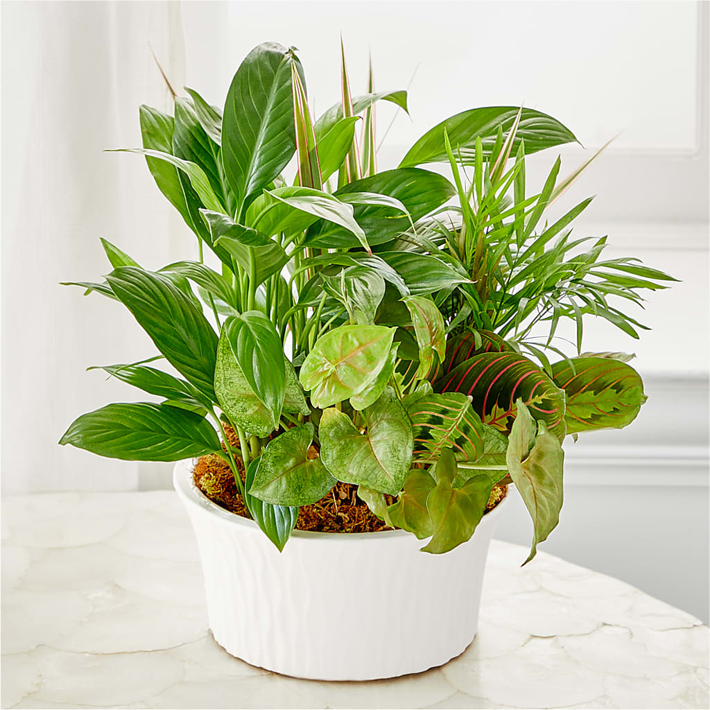 Balance & Harmony Dishgarden –  Floral Boutique, Lynnfield MA