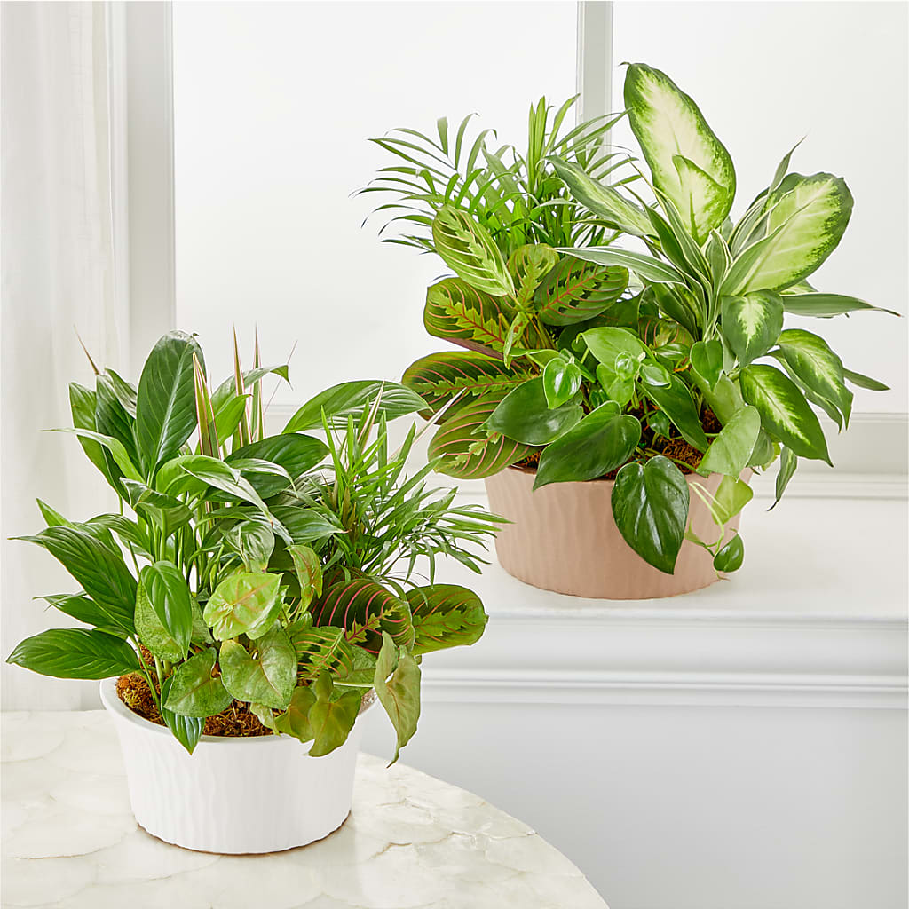 Balance & Harmony Dishgarden –  Floral Boutique, Lynnfield MA