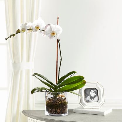 White Orchid Planter –  Floral Boutique, Lynnfield MA