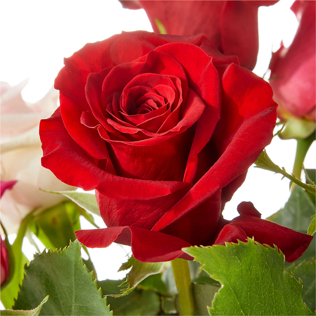 Love Notes Rose Bouquet –  Floral Boutique, Lynnfield MA
